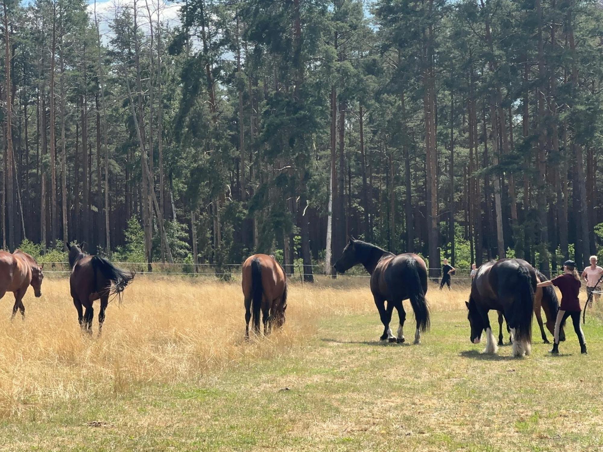 Landhof Belka Апартаменты *